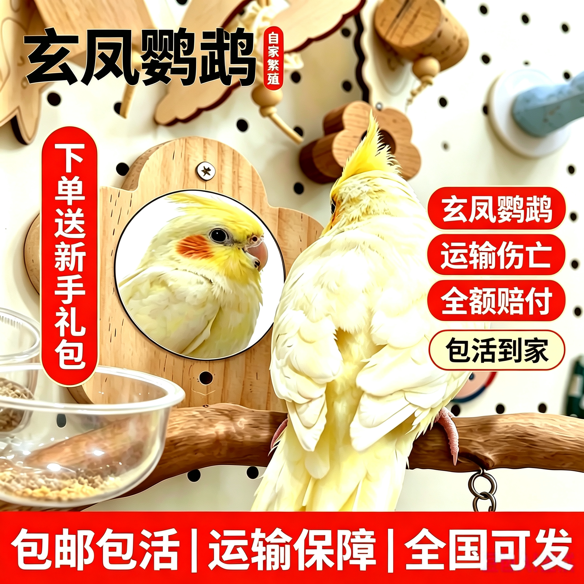 手养鹦鹉活鸟玄凤鹦鹉活鸟会说话鸟公母一对幼鸟半毛雏鸟宠物活体