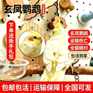 手养鹦鹉活鸟玄凤鹦鹉活鸟会说话鸟公母一对幼鸟半毛雏鸟宠物活体