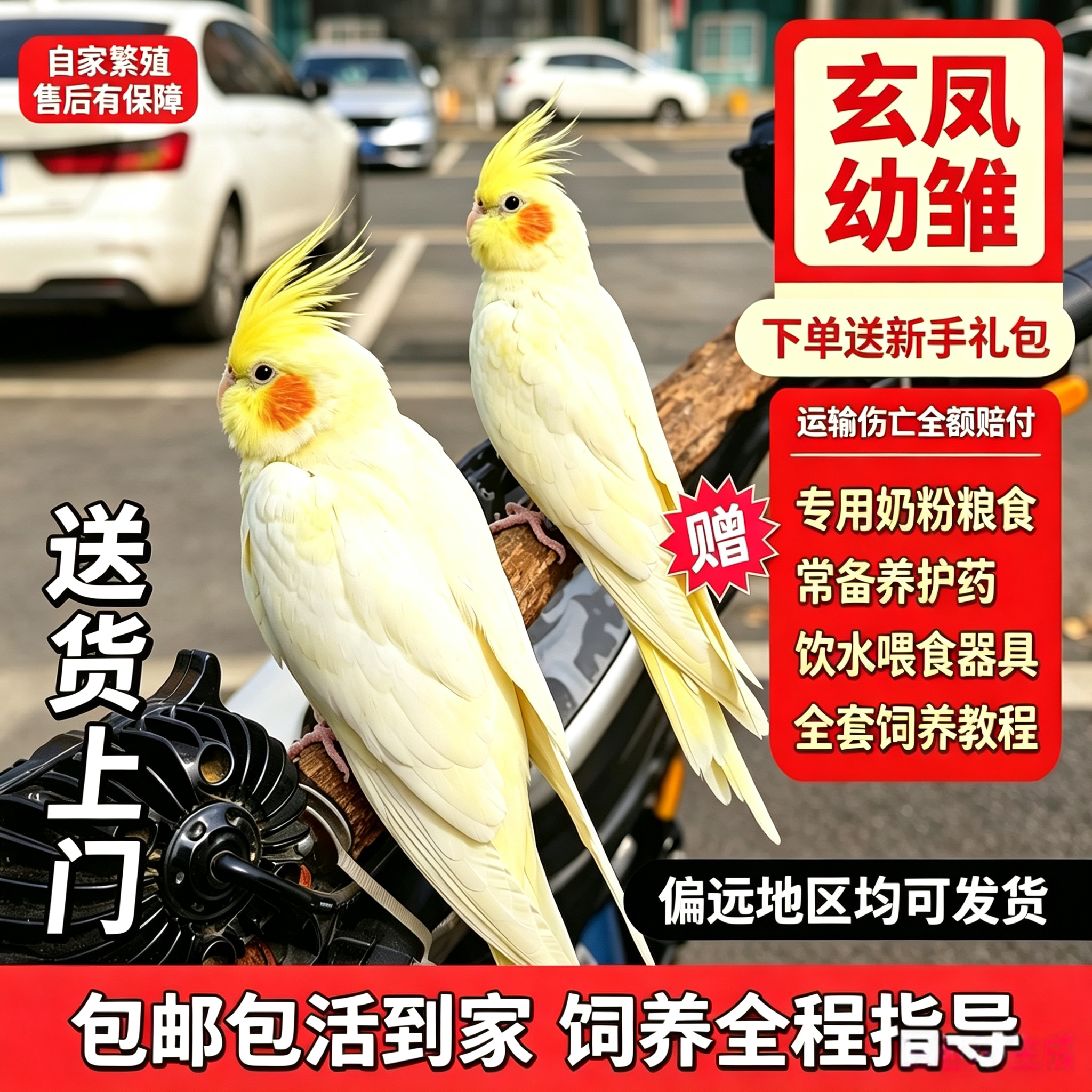 玄凤手养会说话鹦鹉雏鸟