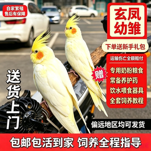 玄凤活体活鸟雏鸟纯手养会说话的鹦鹉公母一对宠物鸟好养活会唱歌