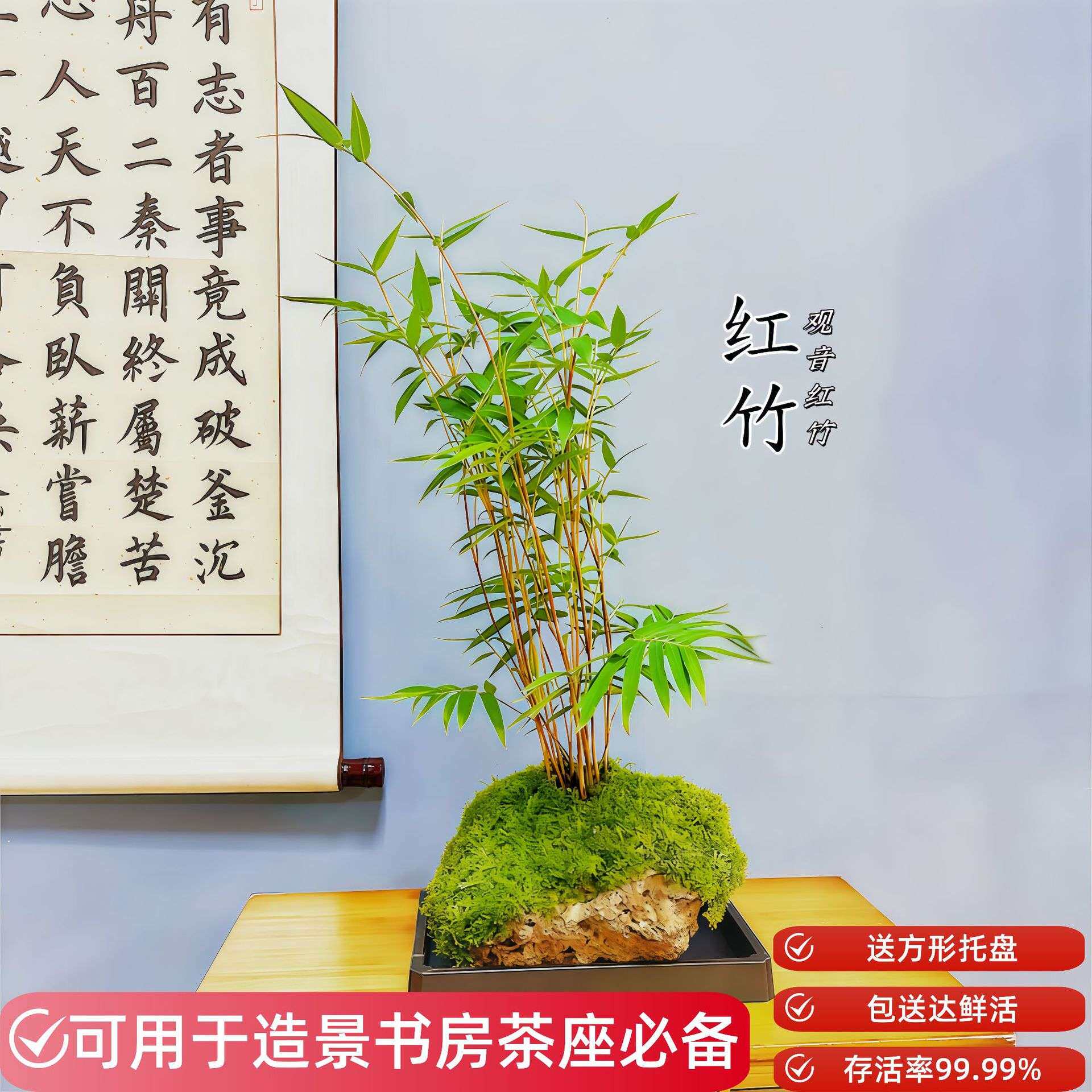 吸水石红竹附原石装饰造景室内客厅民宿四季常青植物盆栽基地直发