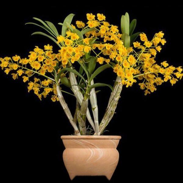 鲜大观赏（木桩鼓苗鼓盆栽石斛植板丛芽）棒带花小槌条小槌附鼓生