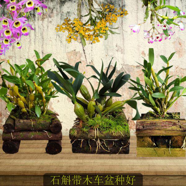 石斛带木车盆种好 金钗鼓槌球花黑毛竹叶长苏叠鞘半斤 带木车种好