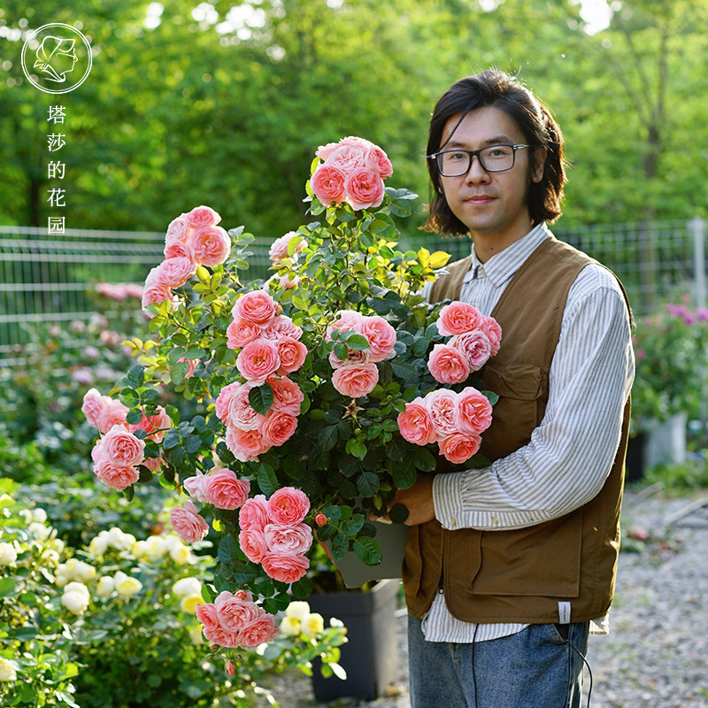 塔莎的花园 月季1加仑丰勤花藤本灌木玫瑰盆栽真宙果汁开花多年生