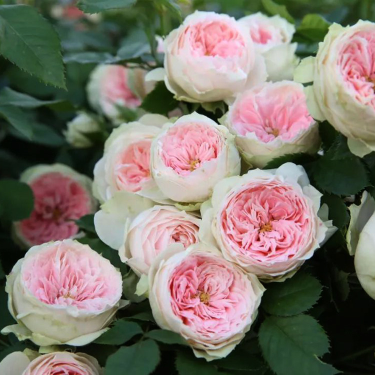 欧月绒球门廊月季花苗丰花型灌木盆栽月季庭院阳台多季开花卉盆栽