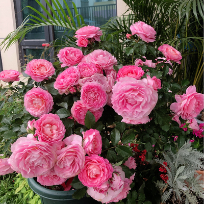 海神王阳台月季花苗【包对版】