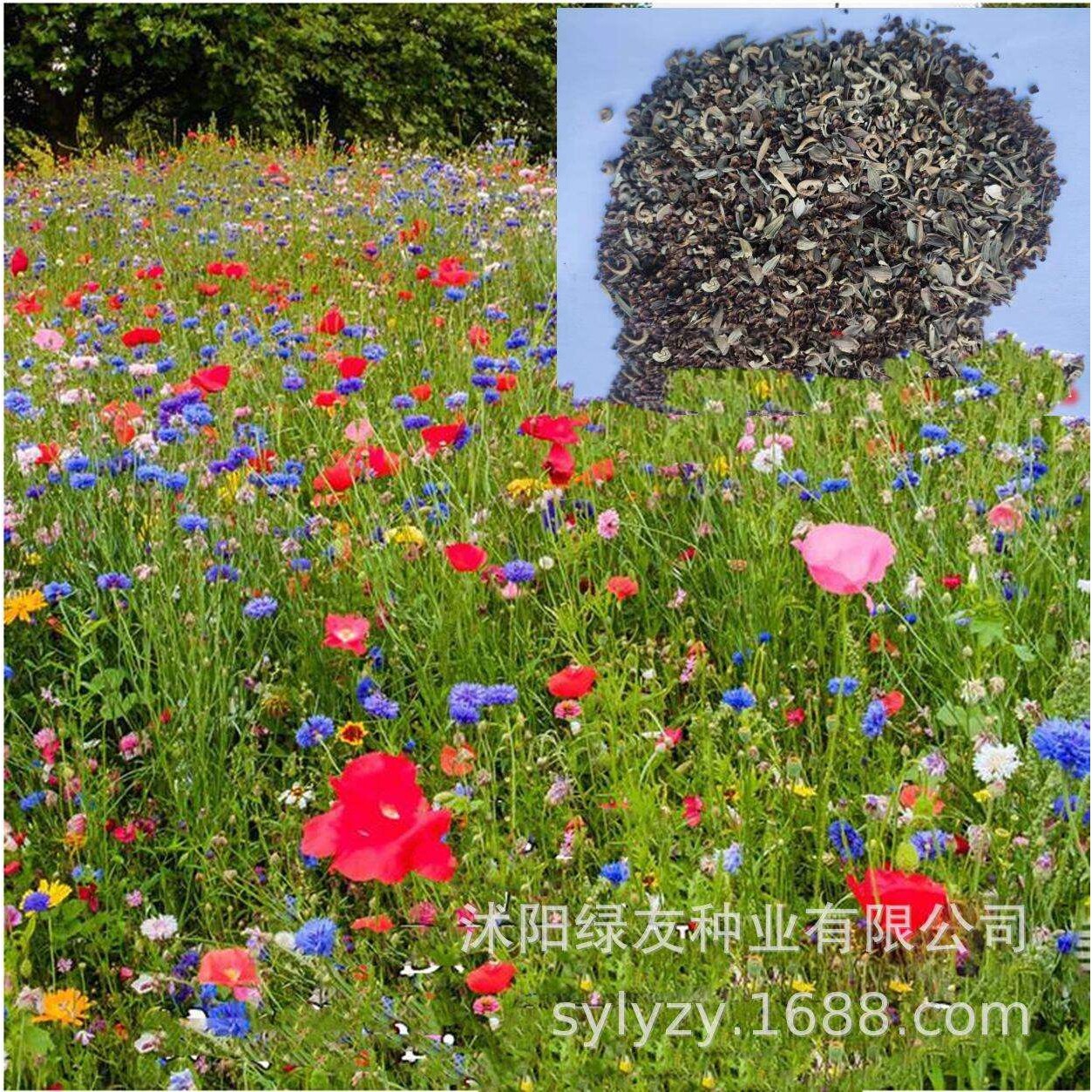 景观花海草籽 宿根多年生花海草籽  公园 小区 道路 护坡 等