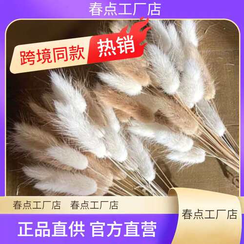 60pcs Mix Lagurus Rabbit Tail Grass Natural Pampas Dried Flo