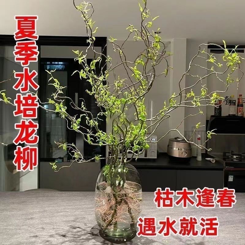 龙柳鲜枝水培插花客厅水培植物夏季好养绿植懒人水培鲜枝耐寒花苞