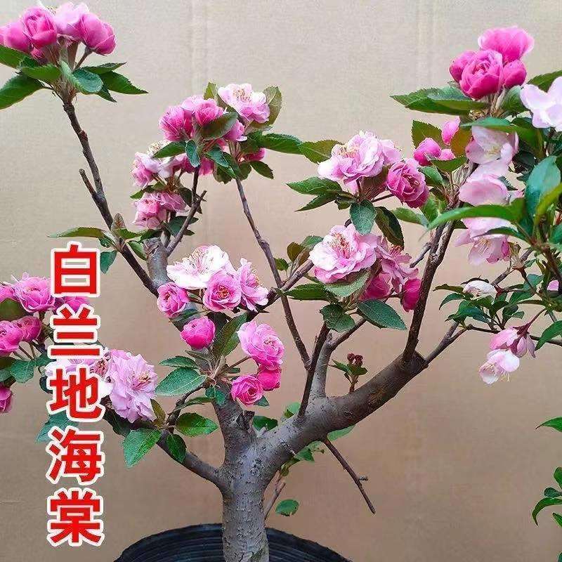 海棠花盆栽重瓣四季海棠长寿冠耐寒耐冻好养易活四季海棠