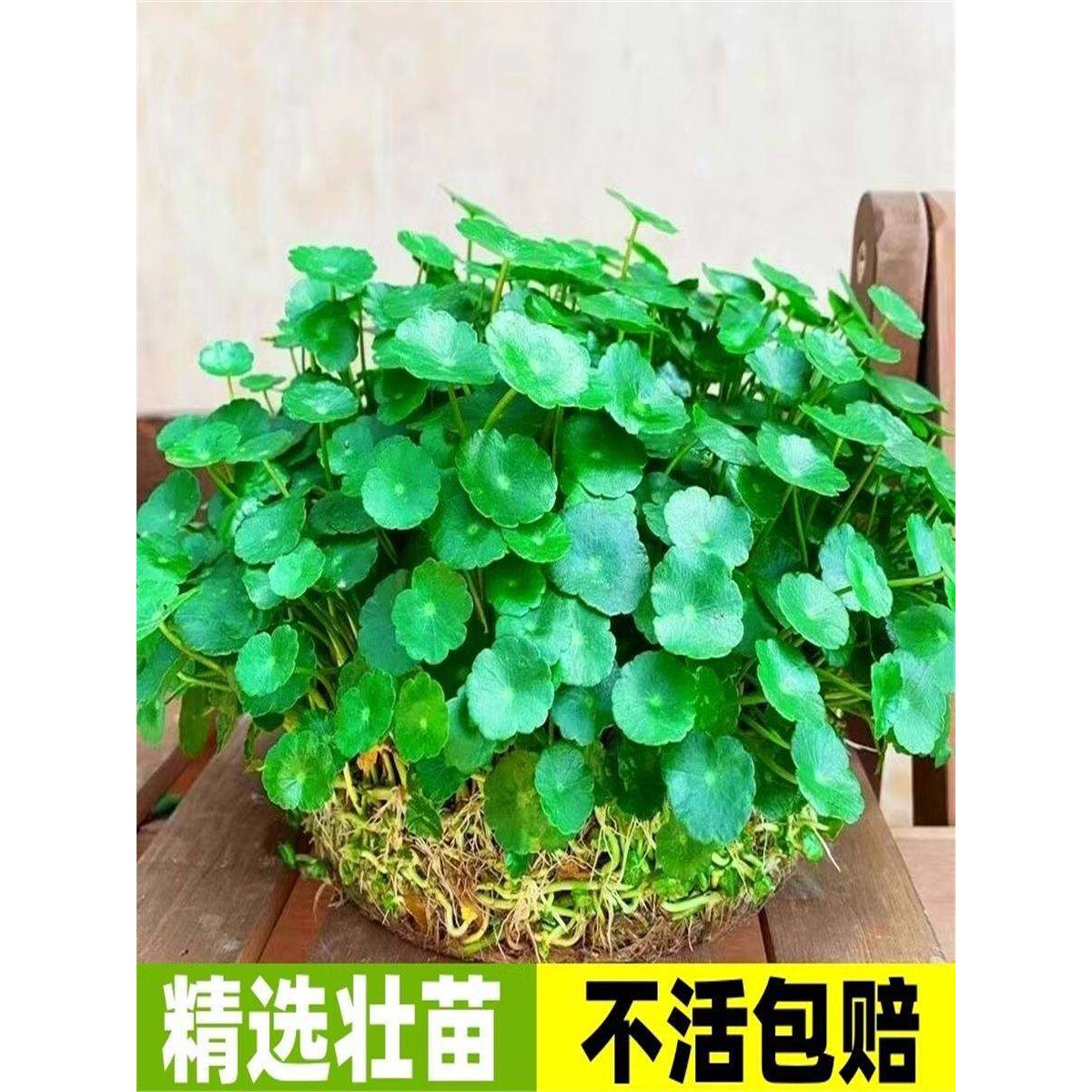 精品大叶铜钱草水培植物盆栽水养水栽金钱草室内四季好养绿植花卉