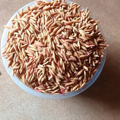 稻谷引诱剂稻谷饵料老鼠饵料引诱剂老鼠谷