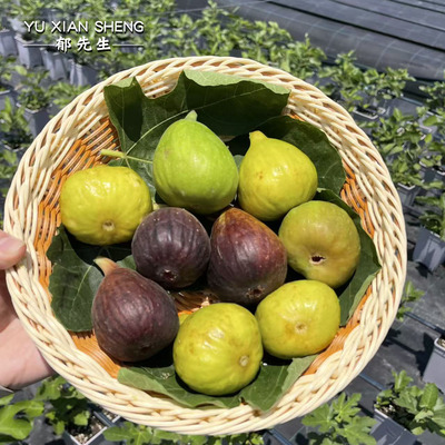 郁先生无花果盆栽果树苗南北方种植波姬红芭劳奈斯特拉紫色波尔多