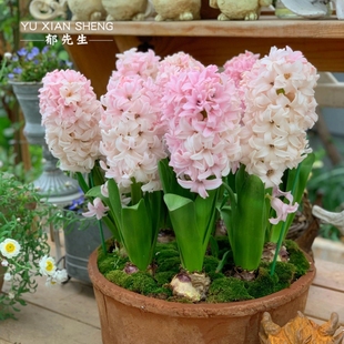 郁先生#水培风信子种球盆栽土培重瓣花卉特大种子荷兰进口阳台