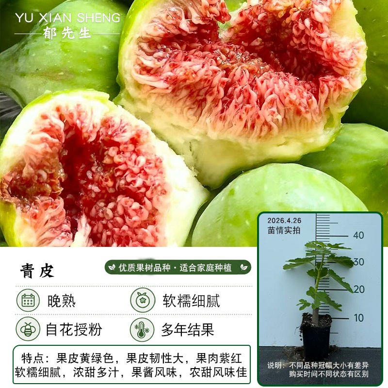 郁先生# 无花果树苗糖包子【青皮】带盆带土图片