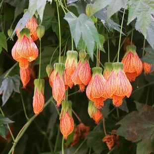 纹瓣悬铃花灯笼花风铃花金铃花耐热抗寒好养四季爆盆宫灯花