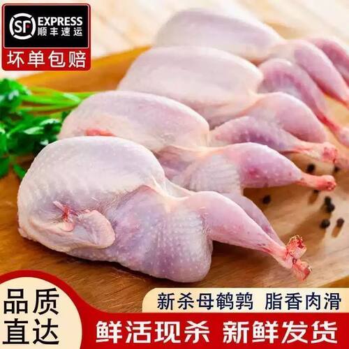 批发生鲜新鲜肉活杀鸡批发鲜活养殖鹌鹑三黄鸡生鲜鹌鹑鸟斗鹌鹑