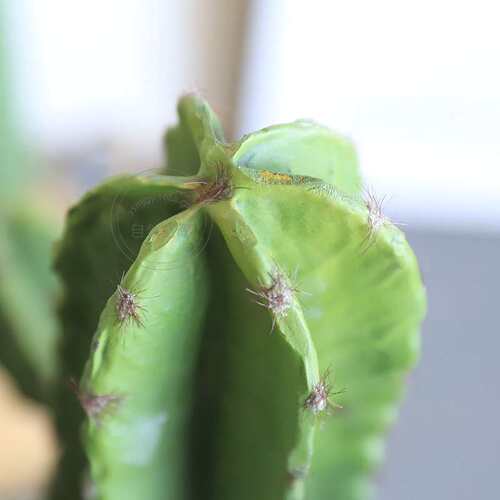 PU仿真仙人掌墨西哥量天尺仙人柱仿真绿植假盆栽橱窗装饰摆件绿植