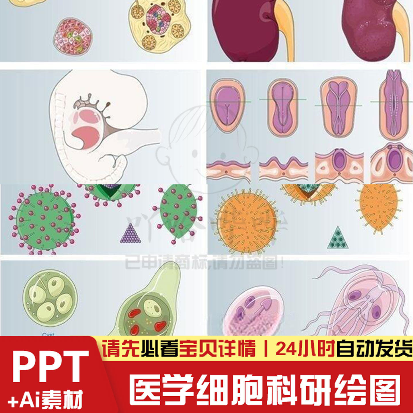科研绘图医学插图细胞通路流程图生物器官Ai源件+PPT模板素材