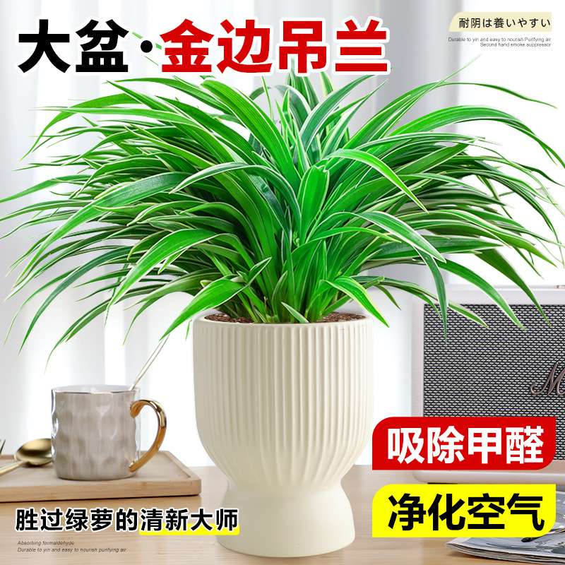金边吊兰盆栽室内植物好养花卉净化空气吸除甲醛水养水培垂吊绿植