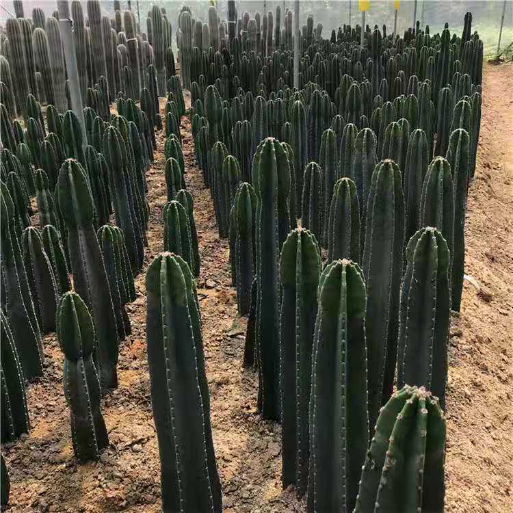 仙人柱量天尺盆栽室内客厅办公室绿植多肉易成活好看带刺不含盆