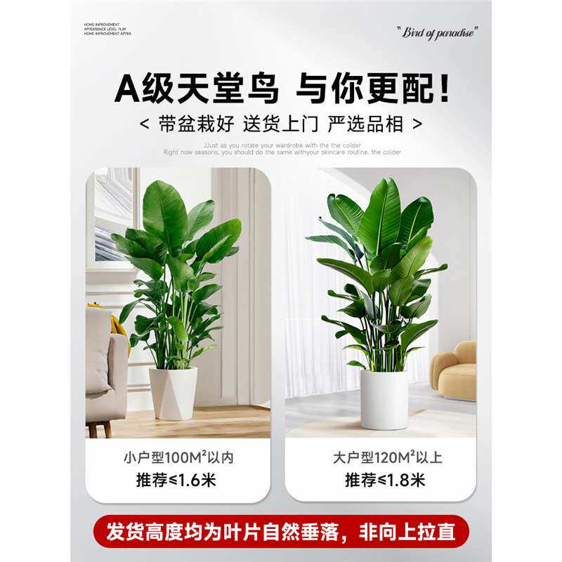 天堂鸟绿植客厅大型植物办公室内盆栽落地式大号旺宅真树禄植花卉