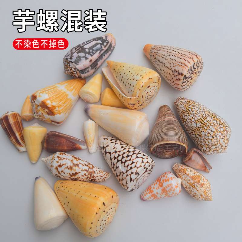 天然海螺贝壳 混装芋螺 鱼缸水族造景地中海风格家居橱窗装饰摆件