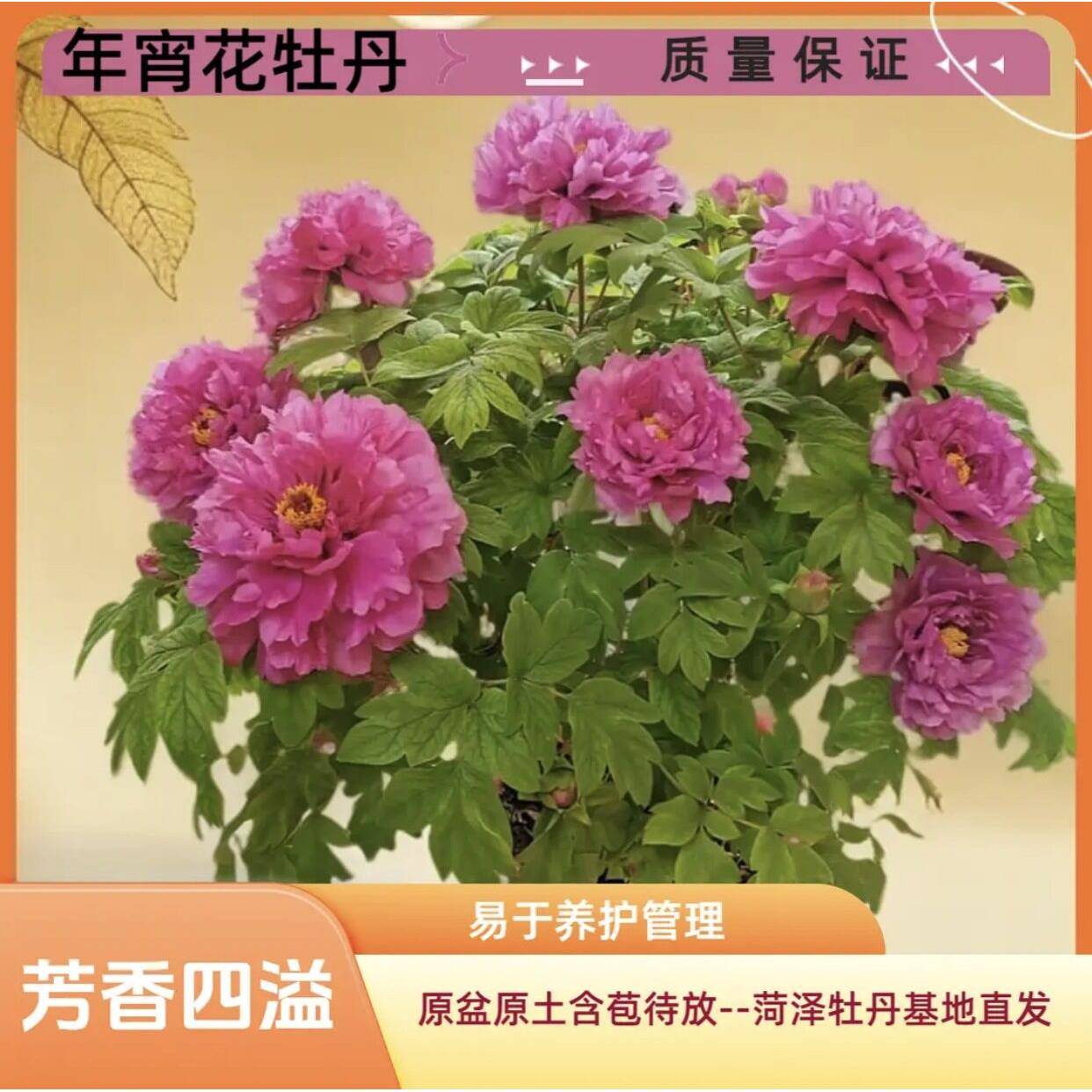 年宵花牡丹盆栽过年开花牡丹春节档送礼带花苞发货菏泽催花牡丹