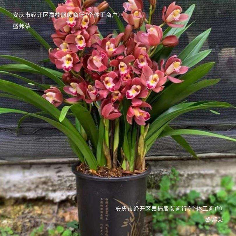 盛邦荣品种大花蕙兰带多花多绿植花卉盆栽红花翁源喜庆室内过年浓
