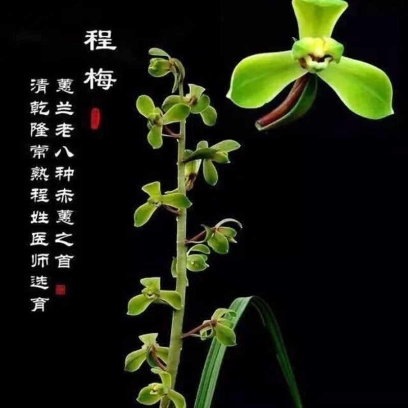 带花苞蕙兰老八种之首经典【程梅】办公室正宗家庭传W统兰花苗名