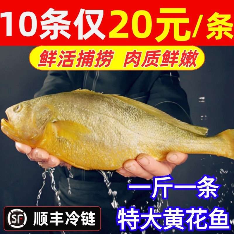新货大黄花鱼新鲜冷冻生鲜水产深海冷冻黄鱼黄鱼鲞商用整箱