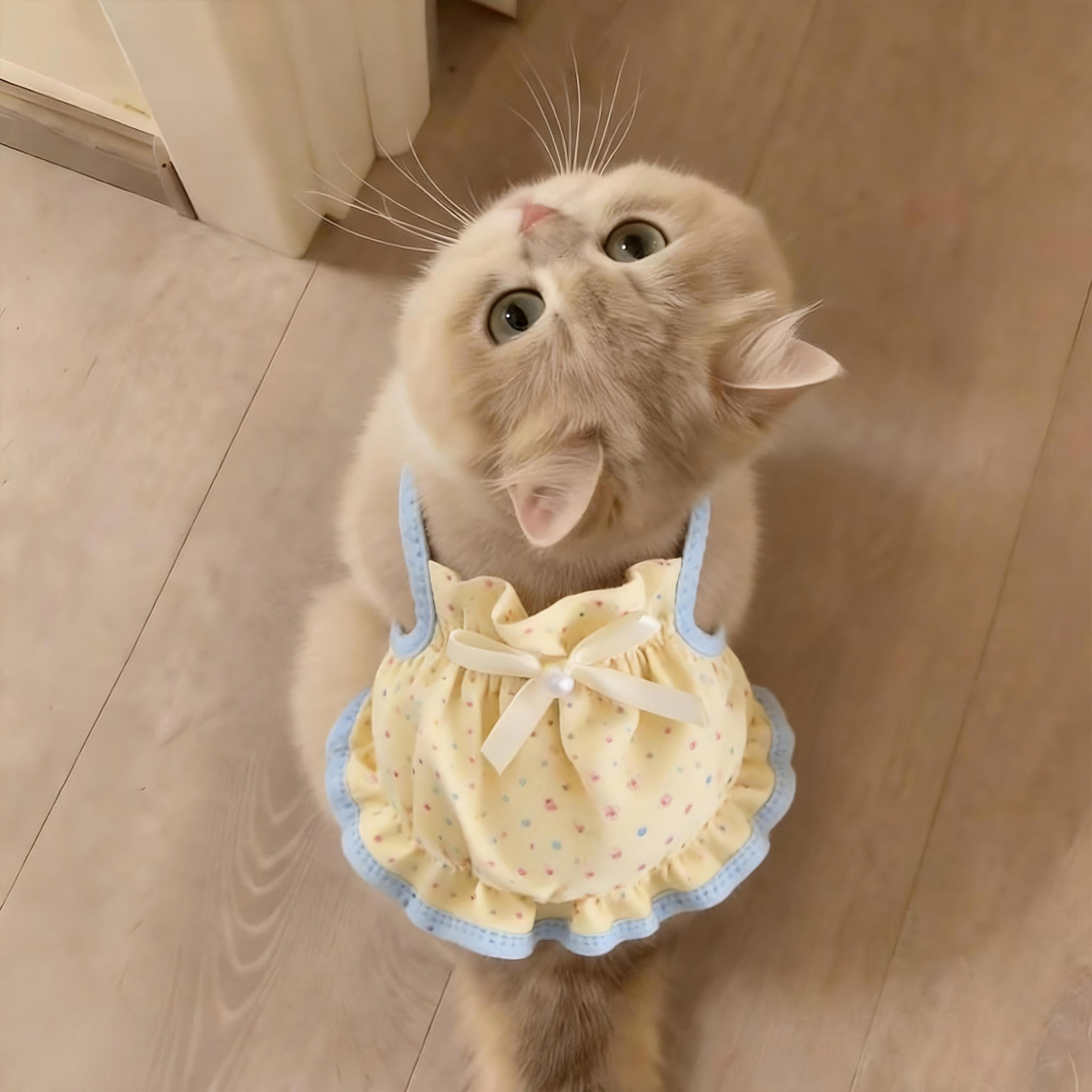 猫咪衣服夏季纯棉吊带宠物薄款透