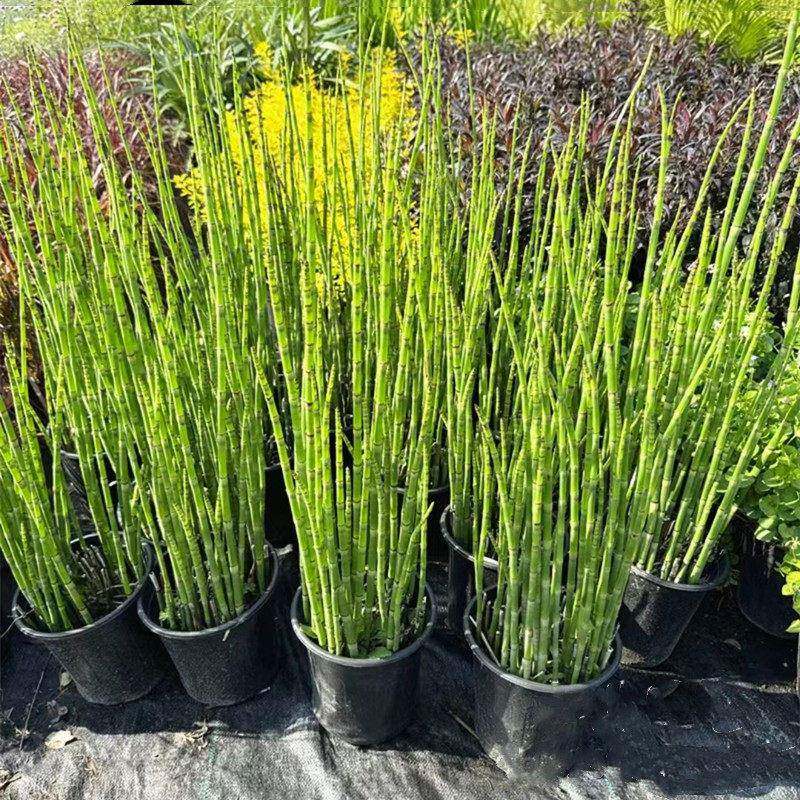 木贼盆栽笔头草四季常绿水培植物多年生水陆两生植物耐活耐冻
