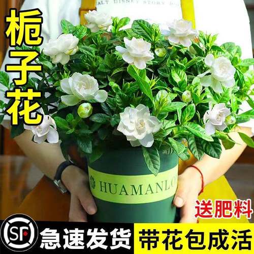 水培植物栀子花盆栽四季开花带花苞室内好养茉莉花卉九里香绿植物