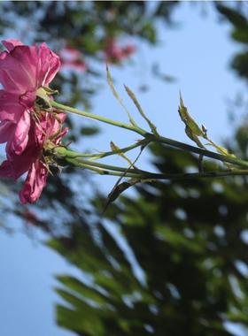 现货供应SUS 316L 0.4MM 8K 10K 12K镜面不锈钢板厂家直销