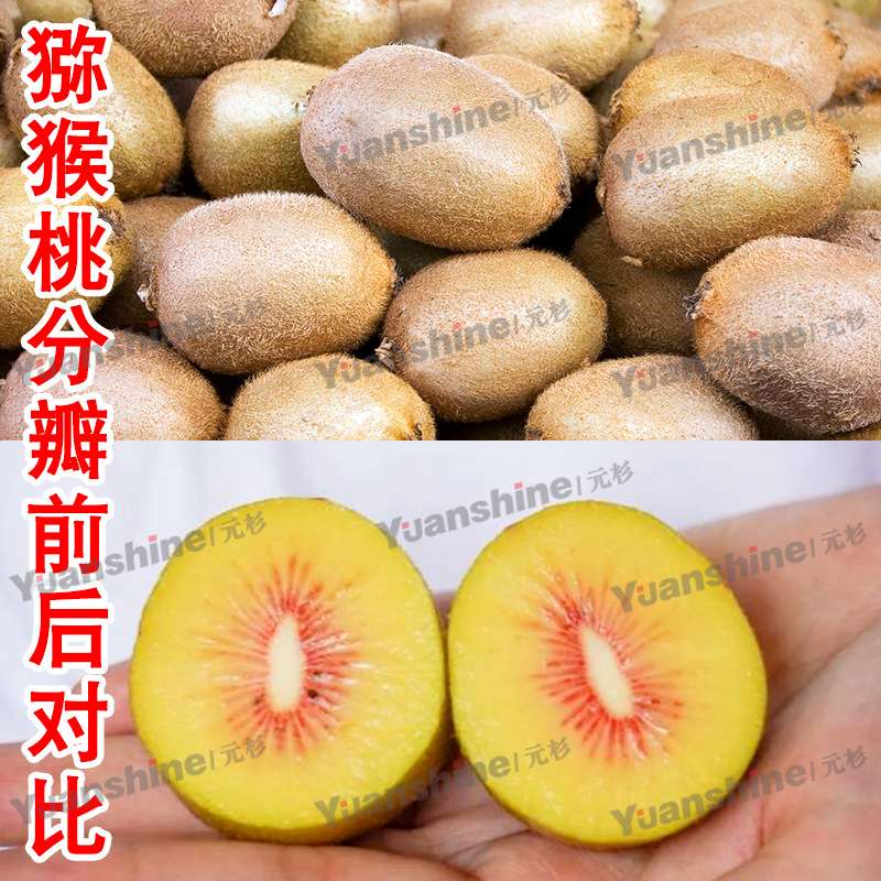 厂家现货供应胡萝卜分瓣机 小型西瓜分瓣机 不锈钢分四瓣六瓣机器
