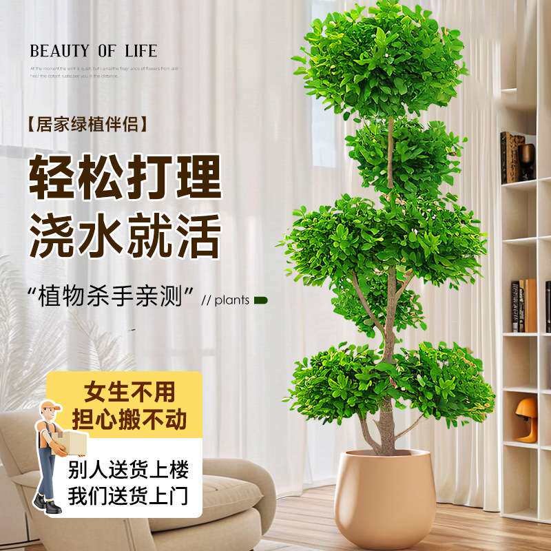 金钱榕大盆栽室内客厅大型绿植摇钱树发财树四季常青落地榕树植物