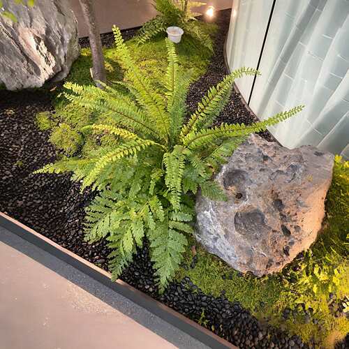 绿植蕨类植物把束马醉木造景蕨草装饰室内迎客松景观假草
