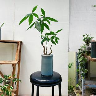 水培植物发财树桌面绿植小盆栽客厅落地大型植物好养喜阳耐阴室内