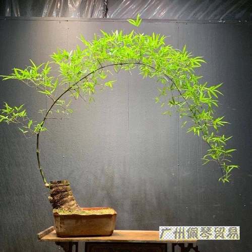 小叶簕竹室内办公室桌面绿植花卉易活好养客厅懒人小盆栽上档次