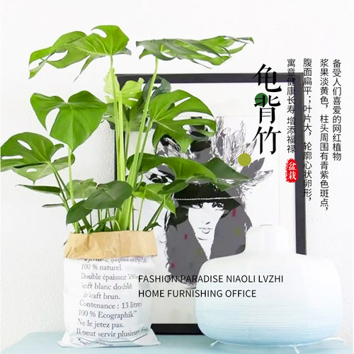 【老花医】龟背竹29.9小型绿植室内桌面阳台客厅净化空气四季常青
