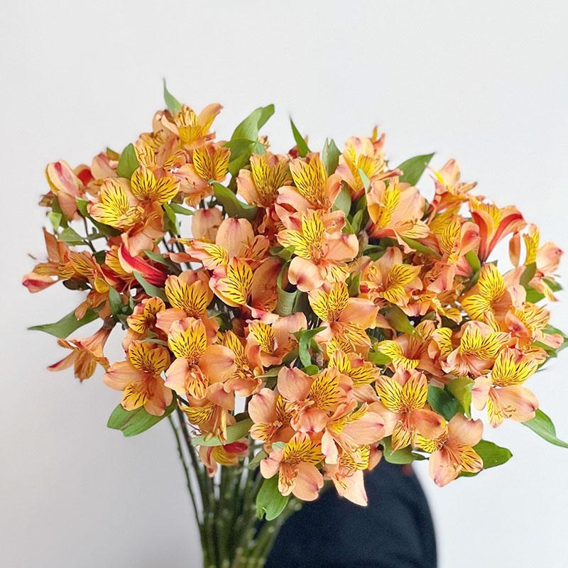 【云花多多】高级橙色水仙百合鲜花E六出花家用插花水养节日送花