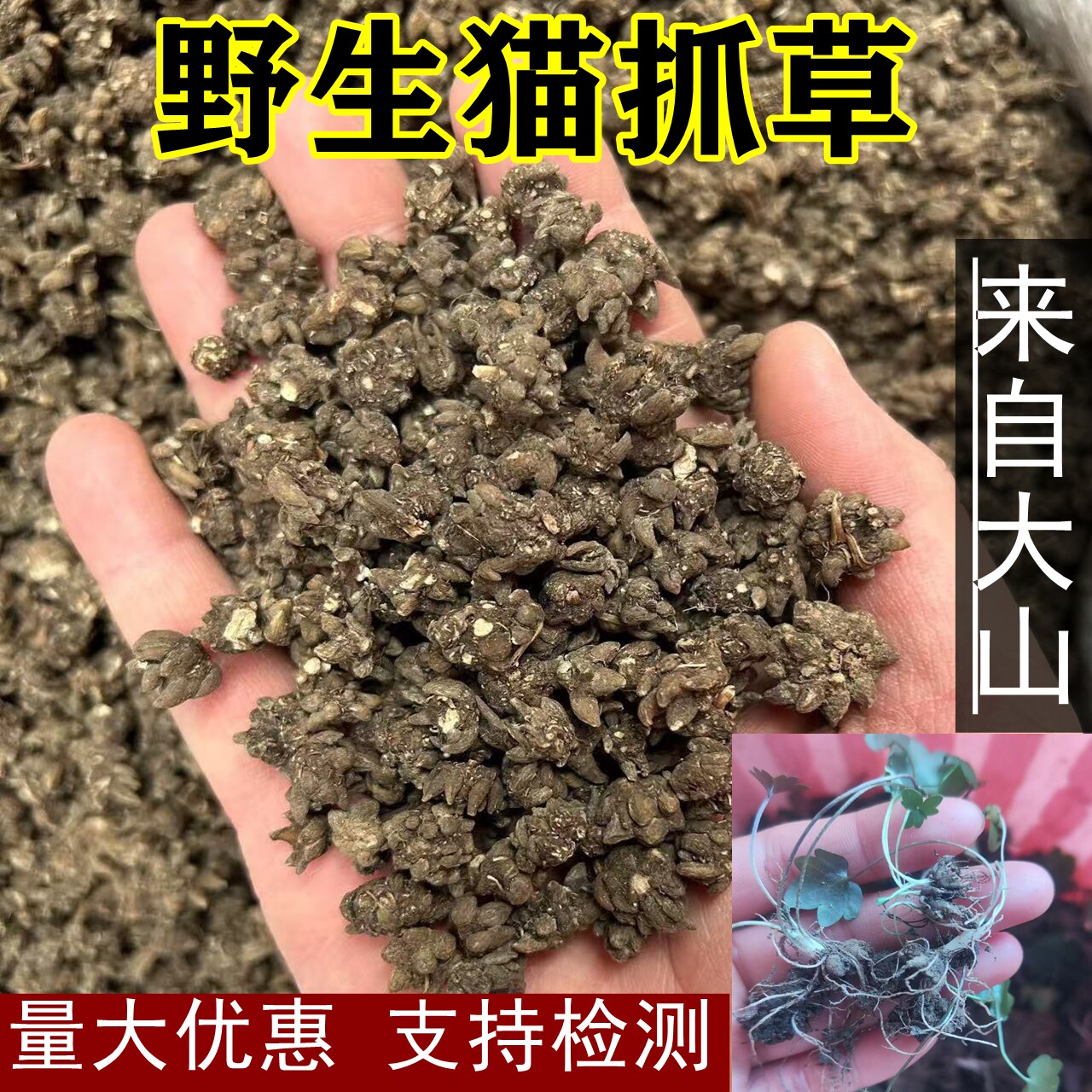 野生猫抓草500g大颗粒猫抓草手工手工挑选猫抓草