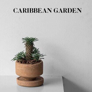 甲铁加勒比    喜创意礼物多肉植物绿植麒麟花园仙人掌桌面阳耐旱