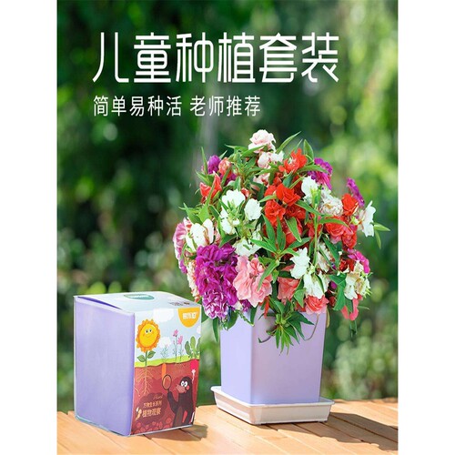 儿童种植小盆栽室内阳台植物易发芽迷你幼儿园开学根系生长观察窗