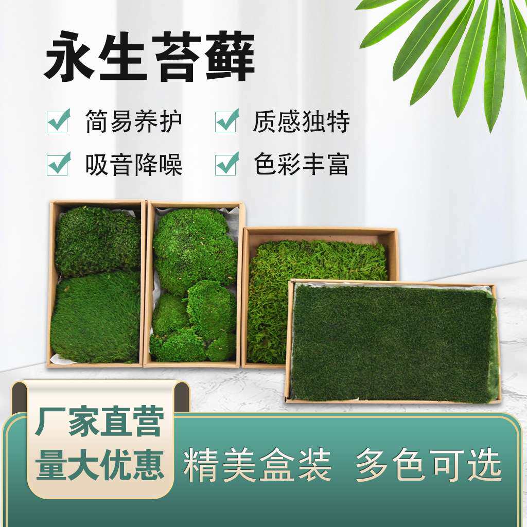 山水造景铺面植物苔藓微景观装饰大灰藓小灰藓白发藓羊毛藓