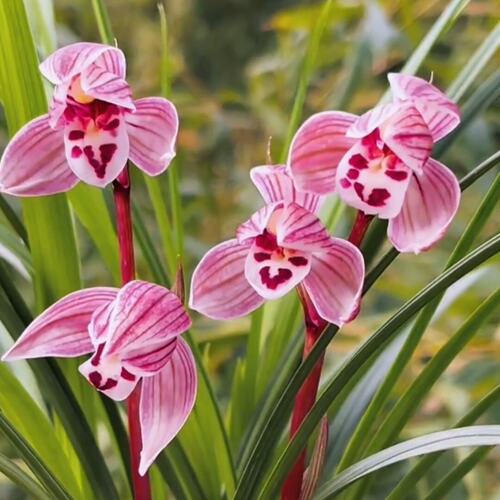 花苞新品精品花苗盛世名贵盆栽带