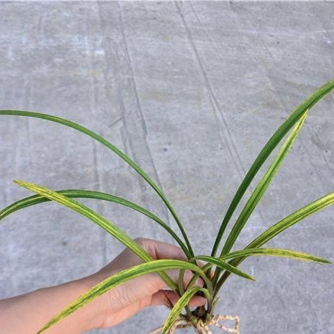 兰花苗惠兰新品【红草虎斑艺】精