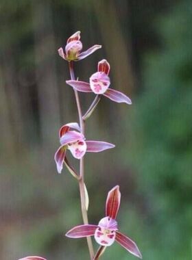 即将上花寒兰新品网红色花【紫凌】浓香绿植物花卉大全室内外盆栽
