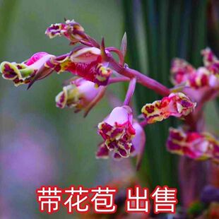 带花苞惠兰新品色花兰花苗【彩霞】开花浓香一杆多花好养花卉大全